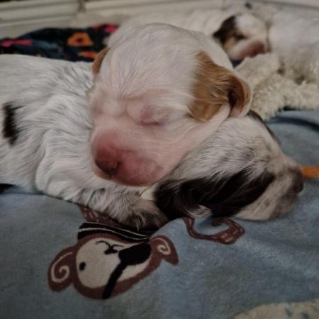 Image 2 of Stunning spaniels for sale