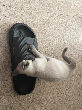 Image 16 of Adorable Siamese kittens for sale 4 Boys 2 Girls