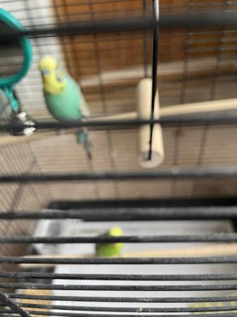 Image 2 of Pair of budgies with cage