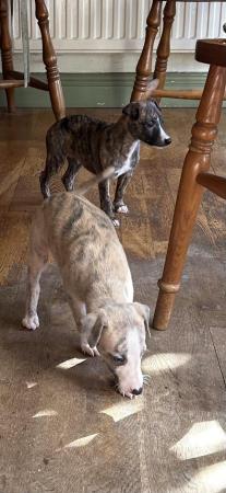Image 19 of Fabulous Whippet Puppies ready soon ... 2 left !