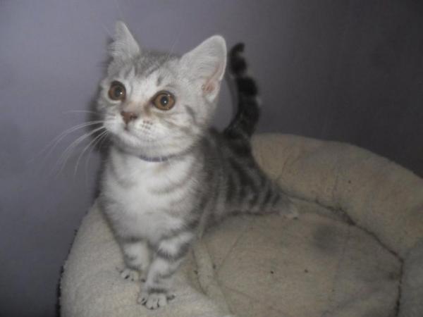 Image 5 of *READY NOW* British Shorthair Blue Silver Female Kitten
