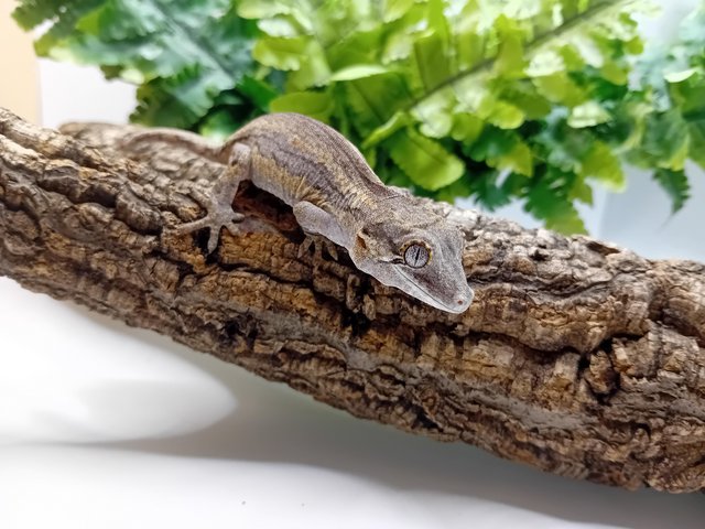 Preview of the first image of Baby gargoyle gecko for sale!!!.