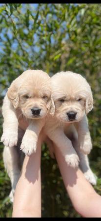 Image 4 of Gorgeous Golden retriever puppies