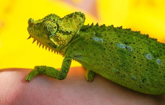 Image 3 of CB young hoehnelii (high casqued) Chameleons for sale