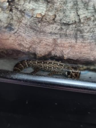 Image 1 of Viper geckos for sale 3 males