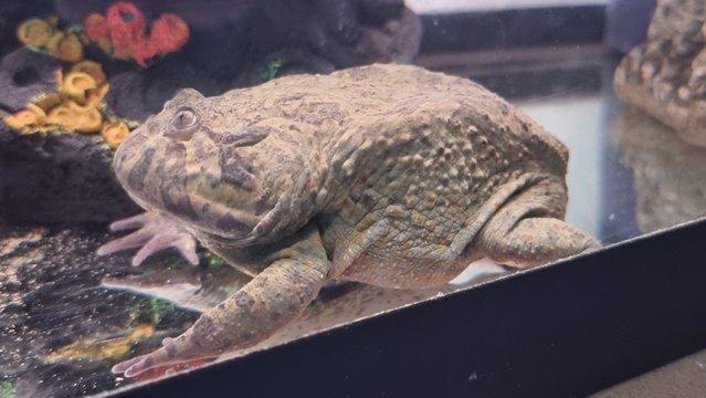Preview of the first image of Budgett's Frog + Full Setup.
