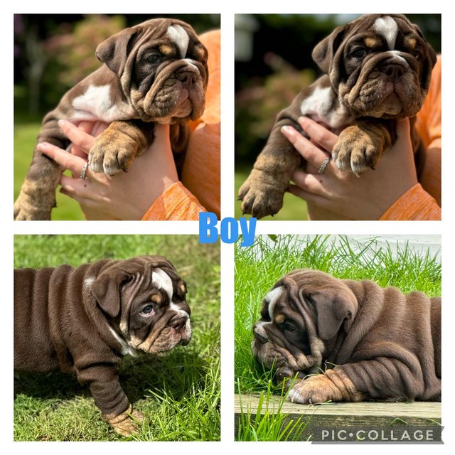 Preview of the first image of Beautiful English bull dog puppies.