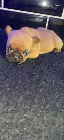 Image 3 of 2 red frenchie pups ready Monday
