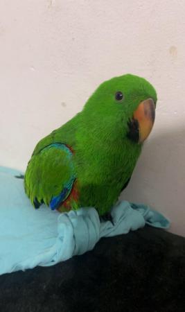 Image 2 of 5 Month Old Baby Eclectus Parrot
