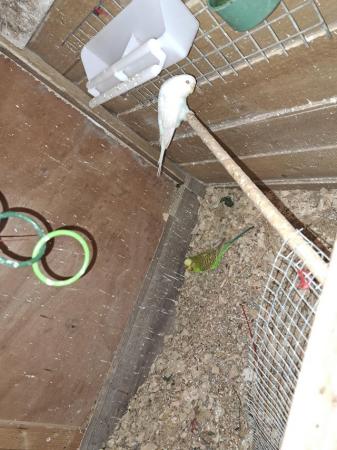 Image 4 of 4 budgies looking for a new home