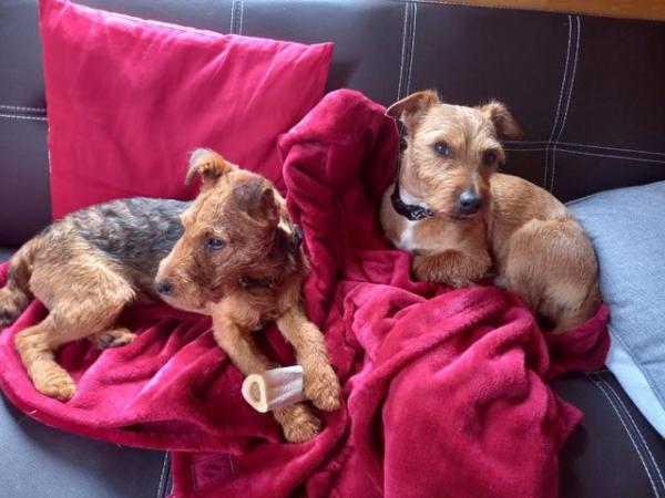Image 2 of Lakeland terrier puppies for sale