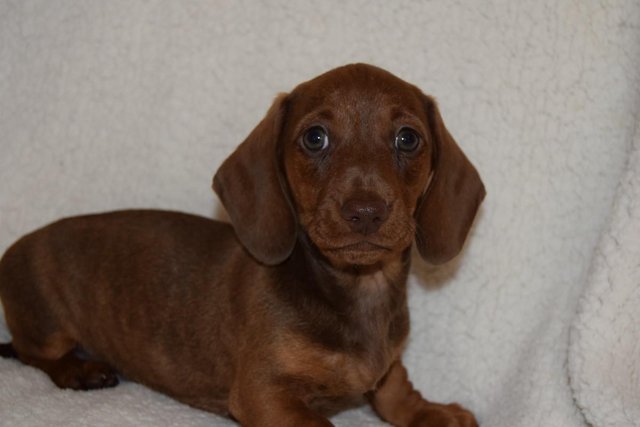 Image 41 of MINIATURE SMOOTH DACHSHUND PUPPIES