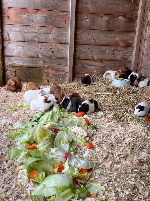 Preview of the first image of 8 week old guinea pigs ready for new hutches.