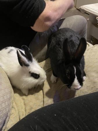 Image 5 of Male and females rabbits