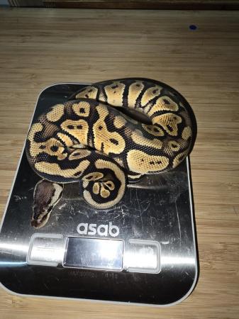 Image 2 of Pastle female royal python 2023
