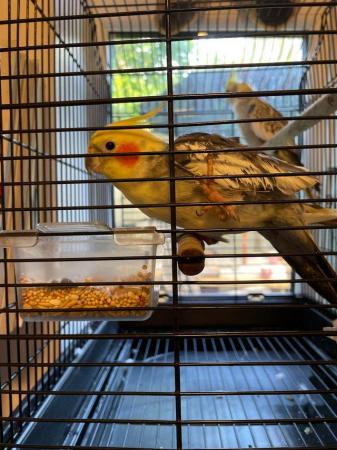Image 4 of Cockatiels/ males £45.each with cage.