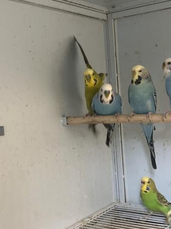Image 2 of Adult budgies for sale various colours