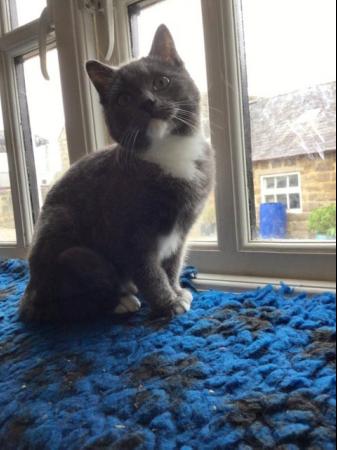 Image 4 of Beautiful Older Kittens for Sale