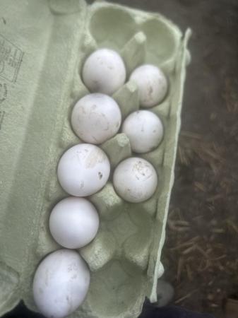 Image 3 of Leg horn hatching eggs large fowl