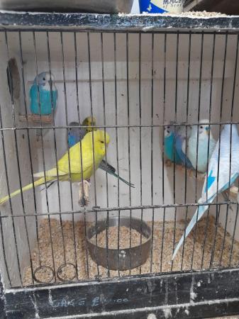 Image 5 of Baby and Adult budgies for sale