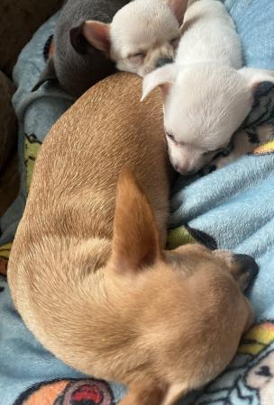 Image 5 of Chihuahua puppy white male