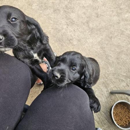 Image 1 of *READY FOR NEW HOMES NOW* cocker spaniel pups