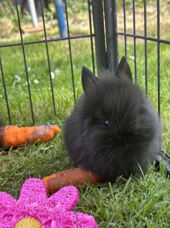 Image 9 of Pure Breed Lionhead Baby Rabbits