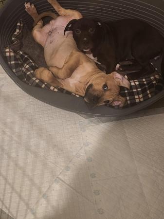 Image 5 of 6 month old presa canario pup