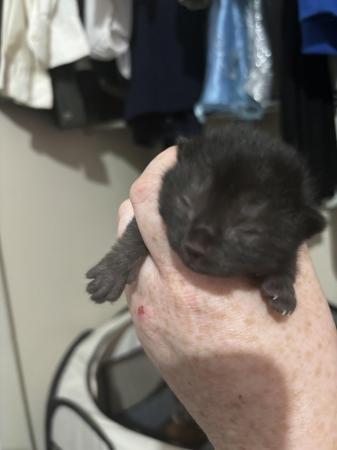 Image 5 of 1 Black kitten for sale