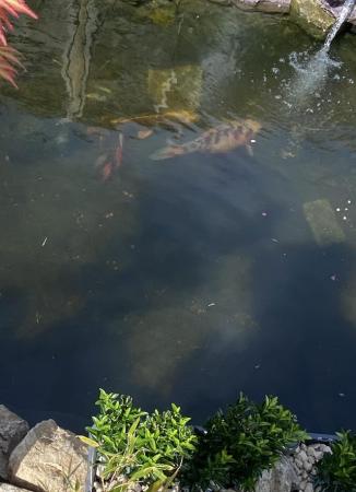 Image 1 of 2 Large Koi fish for sale