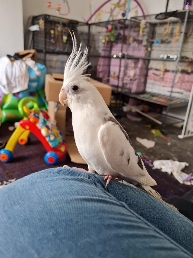Preview of the first image of Conure and cockatiel rehome asap.