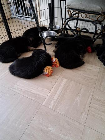 Image 12 of German shepherd puppies. 3 boys 3 girls available