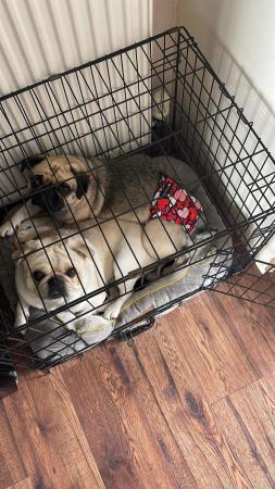 Image 7 of 3 year old female & 2 year old male pugs for sale