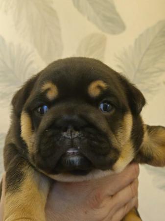 Image 17 of English Bulldog Puppies, Blue & Tan, Blue & White For Sale