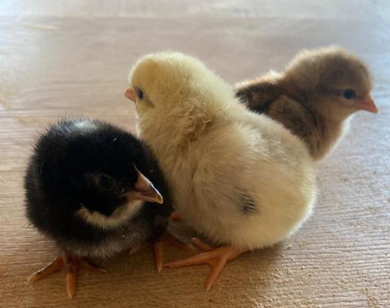 Image 5 of Light sussex chicks two weeks old £5 each or 5 for £20