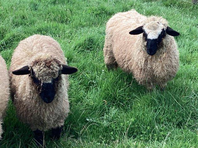 Preview of the first image of Two 3/4 cross Valais Blacknose ewe lambs.