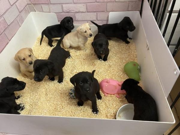 Image 6 of Black & Golden Labrador puppies