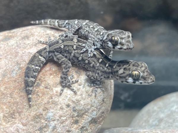 Image 1 of Unsexed juvenile viper geckos