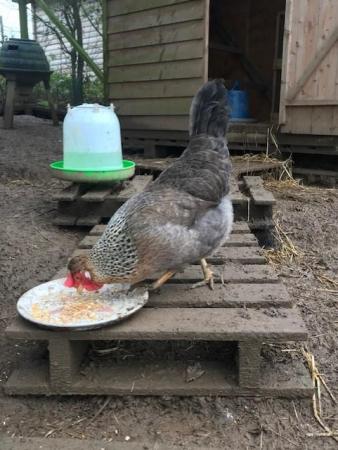 Image 6 of Pure Breed Large Fowl Hatching eggs