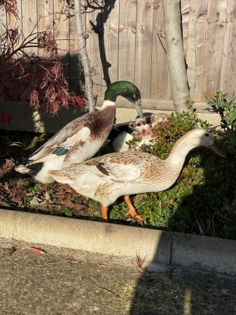 Image 3 of Fertile Indian runner duck hatching eggs exhibition quality