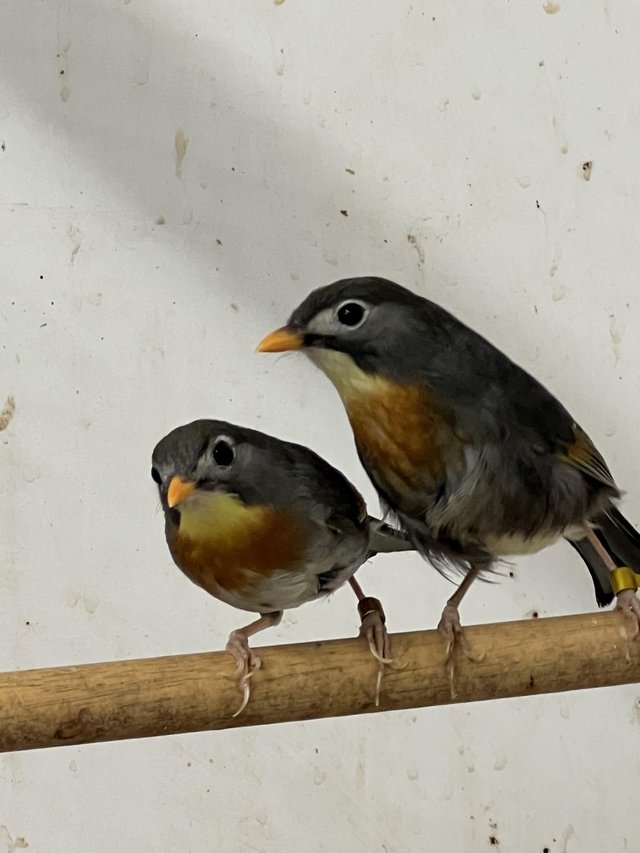 Preview of the first image of Adult breeding pair Pekin Robins.