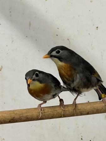 Image 1 of Adult breeding pair Pekin Robins