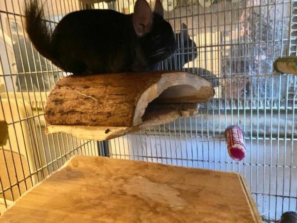 Image 1 of 2 male 8 yr old chinchillas plus 5ft 8 inch tall cage