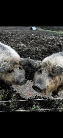 Image 1 of Two friendly Hairy Sows!