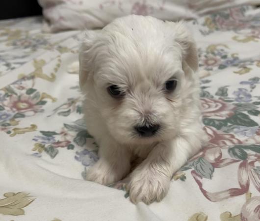 Image 9 of Gorgeous Maltese Puppies Looking For Their Forever Homes