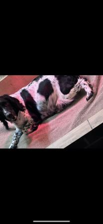 Image 3 of Ready this weekend Springer spaniel puppies