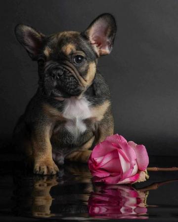 Image 5 of KC Registered Male French Bulldog (READY NOW!)
