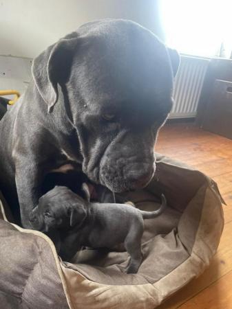 Image 15 of Ready to leave now 8 Cane Corso puppies 3 remaining