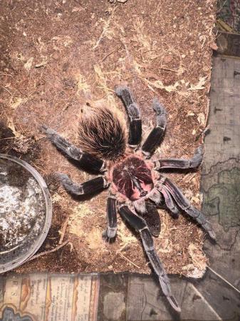 Image 3 of Tarantulas for sale - see sp available