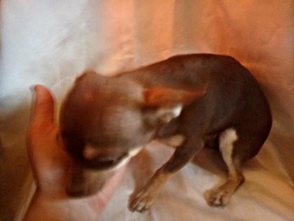 Image 19 of DELILAH - a Delectable, Miniature Chocolate Chihuahua Girl !